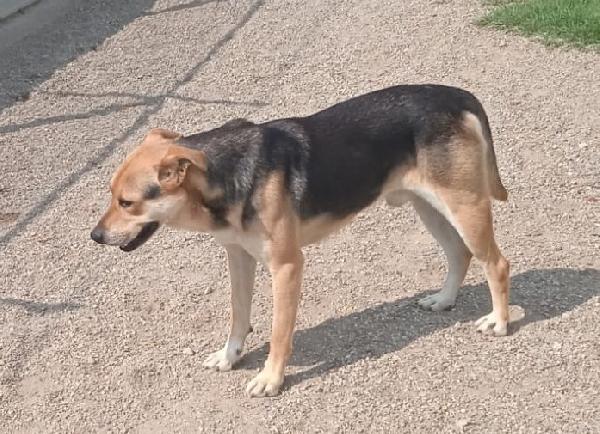 Poseidone, adozione del cuore, un po’ timoroso Foto 5